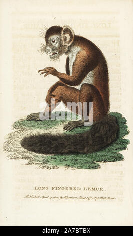 Aye-aye or long-fingered lemur, Daubentonia madagascariensis, with long middle finger. Near threatened. Illustration copied from George Edwards. Handcoloured copperplate engraving from 'The Naturalist's Pocket Magazine,' Harrison, London, 1800. Stock Photo