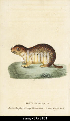 Spotted marmot or souslik, Spermophilus suslicus.  Handcoloured copperplate engraving from 'The Naturalist's Pocket Magazine,' Harrison, London, 1799. Stock Photo
