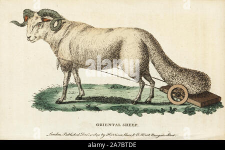 Oriental broad-tailed sheep, Ovis aries laticaudata, with its tail drawn on a wheeled board. Illustration copied from Jobus Ludolfus. Handcoloured copperplate engraving from 'The Naturalist's Pocket Magazine,' Harrison, London, 1800. Stock Photo
