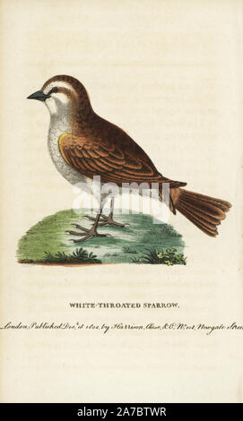 White throated sparrow, Zonotrichia albicollis (Passer pennsylvanica). Illustration copied from George Edwards after Mr. William Bartram of Philadelphia. Handcoloured copperplate engraving from 'The Naturalist's Pocket Magazine,' Harrison, London, 1799. Stock Photo