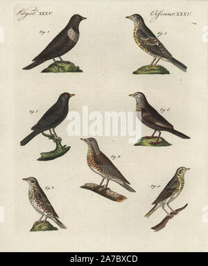 Mistle thrush, Turdus viscivorus 1, fieldfare, T. pilaris 2, redwing, T. Iliacus 3, song thrush, T. philomelos 4, blackbirds, T. merula 5,6, and ring ouzel, T. torquatus 7. Handcoloured copperplate engraving from Bertuch's 'Bilderbuch fur Kinder' (Picture Book for Children), Weimar, 1798. Friedrich Johann Bertuch (1747-1822) was a German publisher and man of arts most famous for his 12-volume encyclopedia for children illustrated with 1,200 engraved plates on natural history, science, costume, mythology, etc., published from 1790-1830. Stock Photo