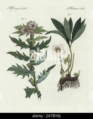 Christmas rose, Helleborus niger 1, and henbane, Hyoscyamus niger. Handcoloured copperplate engraving from Bertuch's 'Bilderbuch fur Kinder' (Picture Book for Children), Weimar, 1798. Friedrich Johann Bertuch (1747-1822) was a German publisher and man of arts most famous for his 12-volume encyclopedia for children illustrated with 1,200 engraved plates on natural history, science, costume, mythology, etc., published from 1790-1830. Stock Photo