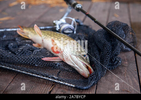 Freshwater Northern pike fish know as Esox Lucius and fishing rod with reel lying on vintage wooden background with yellow leaves at autumn time. Fish Stock Photo