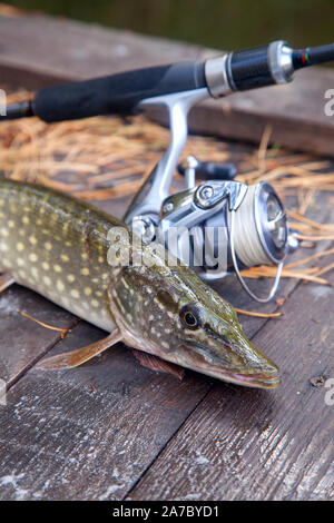Freshwater Northern pike fish know as Esox Lucius and fishing rod with reel lying on vintage wooden background with yellow leaves at autumn time. Fish Stock Photo