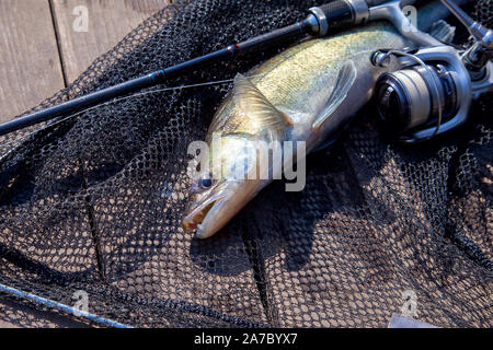 Freshwater zander fish know as sander lucioperca just taken from the water and fishing rod with reel on black fishing net. Fishing concept, good catch Stock Photo