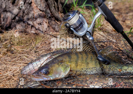 Fishing concept, trophy catch - big freshwater zander fish know as sander lucioperca just taken from the water and fishing rod with reel  on round kee Stock Photo