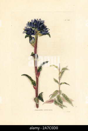 Bristly bellflower, Campanula cervicaria. Handcoloured copperplate engraving by George Cooke from Conrad Loddiges' Botanical Cabinet, London, 1810. Stock Photo
