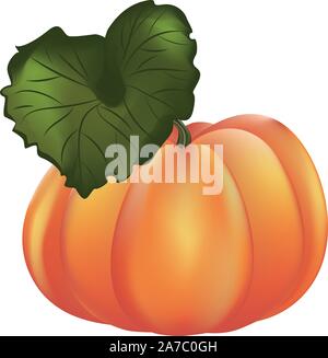 Big ripe orange pumpkin detailed illustration on white background. Stock Vector