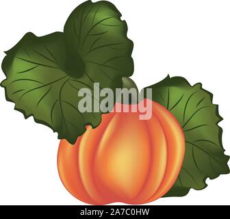 Big ripe orange pumpkin detailed illustration on white background. Stock Vector