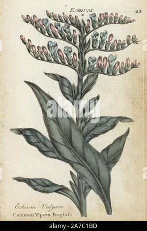 Common vipers bugloss, Echium vulgare. Handcoloured botanical copperplate engraving by an unknown artist from 'Culpeper's English Family Physician; or Medical Herbal Enlarged, with Several Hundred Additional Plants, Principally from Sir John Hill,' by Joshua Hamilton, London, W. Locke, 1792. Stock Photo
