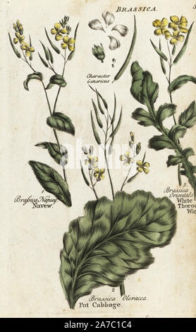 Turnip, Brassica napus, cabbage, Brassica oleracea, and hare's ear mustard, Conringia orientalis. Handcoloured botanical copperplate engraving by an unknown artist from 'Culpeper's English Family Physician; or Medical Herbal Enlarged, with Several Hundred Additional Plants, Principally from Sir John Hill,' by Joshua Hamilton, London, W. Locke, 1792. Stock Photo
