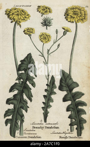 Dandelion, Taraxacum officinale, branchy dandelion, Scorzoneroides autumnalis, and rough hawkbit, Leontodon hispidum. Handcoloured botanical copperplate engraving by an unknown artist from 'Culpeper's English Family Physician; or Medical Herbal Enlarged, with Several Hundred Additional Plants, Principally from Sir John Hill,' by Joshua Hamilton, London, W. Locke, 1792. Stock Photo