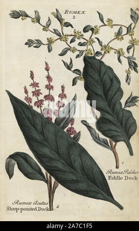 Sharp pointed dock, Rumex acutus, and fiddle dock, Rumex pulcher. Handcoloured botanical copperplate engraving by an unknown artist from 'Culpeper's English Family Physician; or Medical Herbal Enlarged, with Several Hundred Additional Plants, Principally from Sir John Hill,' by Joshua Hamilton, London, W. Locke, 1792. Stock Photo