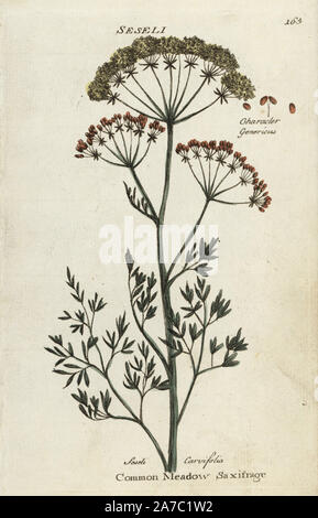 Common meadow saxifrage, Selinum carvifolia. Handcoloured botanical copperplate engraving by an unknown artist from 'Culpeper's English Family Physician; or Medical Herbal Enlarged, with Several Hundred Additional Plants, Principally from Sir John Hill,' by Joshua Hamilton, London, W. Locke, 1792. Stock Photo