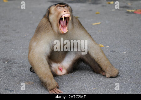 Alpha male monkey yawning close up Stock Photo