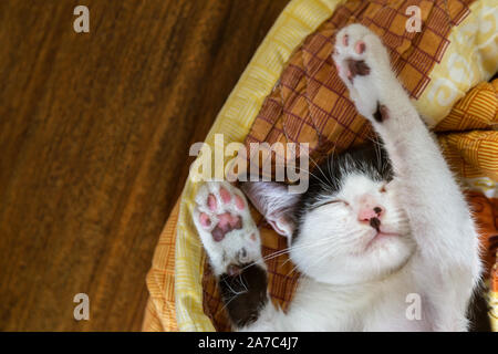 Kitten sleeping in the sunlight on a couch Stock Photo - Alamy
