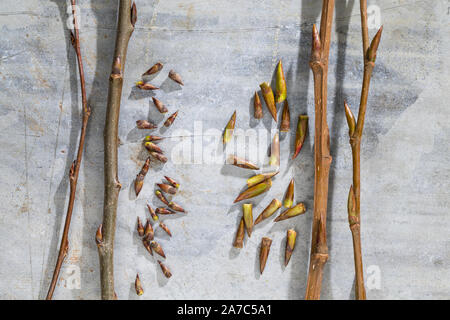 Vergleich der Knospen von Zitterpappel (links) und Balsampappel (rechts). Zitterpappel, Zitter-Pappel, Pappel, Espe, Aspe, Knospen, Knospe, Populus tr Stock Photo