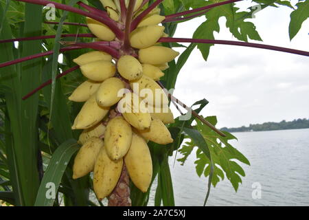 big bunch of small bananas on tree Stock Photo