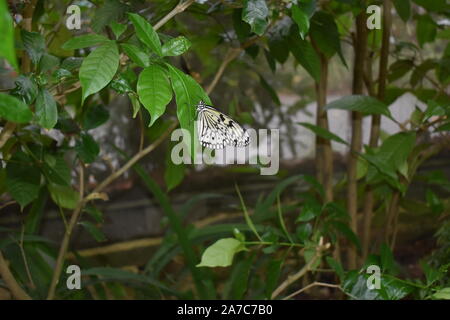 butterfly is sitting on a leaf in forest