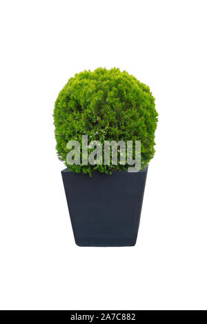 Thuja occidentalis danica for landscape design. Bush isolated on white background. Cypress is grow in large grey outdoor pot. Coniferous trees. Stock Photo