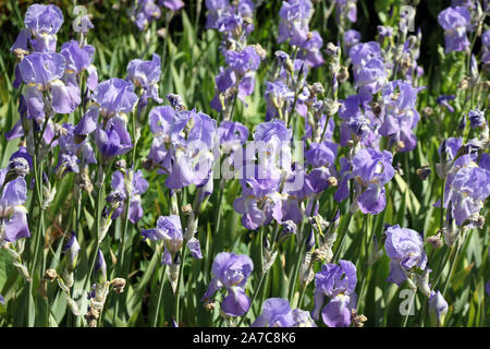 Close up Bearded Iris Flowers in a Garden Stock Photo