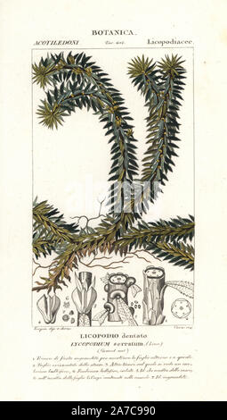 Firmoss or clubmoss, Huperzia serrata, native to Asia. Handcoloured copperplate stipple engraving from Jussieu's 'Dictionary of Natural Science,' Florence, Italy, 1837. Engraved by Corsi, drawn by Pierre Jean-Francois Turpin, and published by Batelli e Figli. Turpin (1775-1840) is considered one of the greatest French botanical illustrators of the 19th century. Stock Photo