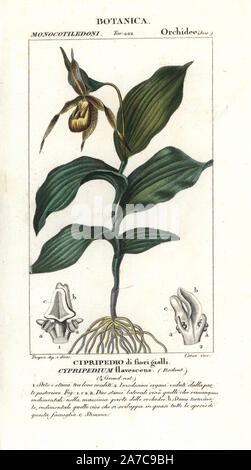 Large yellow lady's slipper orchid, Cypripedium pubescens, native to north America. Handcoloured copperplate stipple engraving from Jussieu's 'Dictionary of Natural Science,' Florence, Italy, 1837. Engraved by Corsi, drawn by Pierre Jean-Francois Turpin, and published by Batelli e Figli. Turpin (1775-1840) is considered one of the greatest French botanical illustrators of the 19th century. Stock Photo
