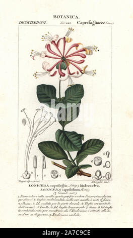 Goat-leaf honeysuckle, Lonicera caprifolium, native to Europe. Handcoloured copperplate stipple engraving from Jussieu's 'Dictionary of Natural Science,' Florence, Italy, 1837. Engraved by Stanghi, drawn by Pierre Jean-Francois Turpin, and published by Batelli e Figli. Turpin (1775-1840) is considered one of the greatest French botanical illustrators of the 19th century. Stock Photo