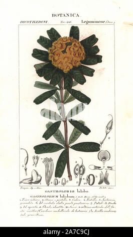 Heart-leaved poison, Gastrolobium bilobum, native to Australia. Handcoloured copperplate stipple engraving from Jussieu's 'Dictionary of Natural Science,' Florence, Italy, 1837. Engraved by Politi, drawn by Pierre Jean-Francois Turpin, and published by Batelli e Figli. Turpin (1775-1840) is considered one of the greatest French botanical illustrators of the 19th century. Stock Photo