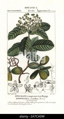 Medicine vine, Hippocratea volubilis, native to the Americas. Handcoloured copperplate stipple engraving from Jussieu's 'Dictionary of Natural Science,' Florence, Italy, 1837. Engraved by Corsi, drawn by Pierre Jean-Francois Turpin, and published by Batelli e Figli. Turpin (1775-1840) is considered one of the greatest French botanical illustrators of the 19th century. Stock Photo