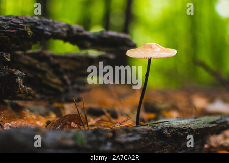 Elegent mushrooms grow up from tree trunk in wet forest. Stock Photo
