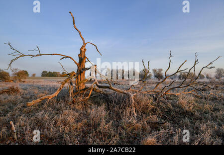 Reitwein, Germany. 31st Oct, 2019. A long dead tree stands in the warm light of the sunrise on a cold autumn morning on the Oder meadows near the German-Polish border river Oder. Credit: Patrick Pleul/dpa-Zentralbild/ZB/dpa/Alamy Live News Stock Photo