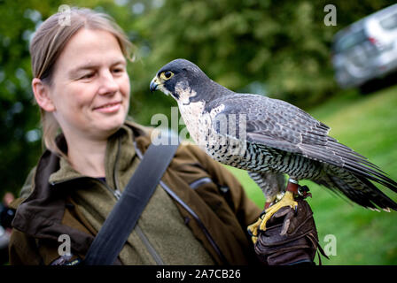 Liebenau, Germany. 26th Oct, 2019. Anke Bormann, falconer from Seelze, stands with her peregrine falcon (Falco peregrinus) on a meadow. With the so-called Beizjagd of the German falcon-order (DFO) in the administrative district Nienburg, falconers go into the precinct with its gripping-birds and hunt hares, rabbits and crows. Credit: Hauke-Christian Dittrich/dpa/Alamy Live News Stock Photo
