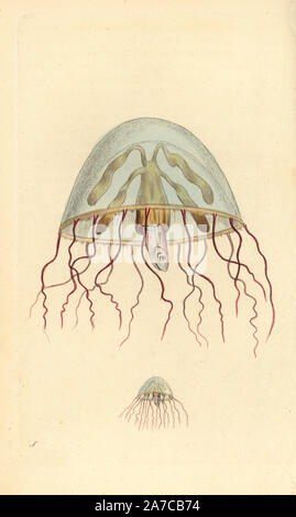 Moon jellyfish, Aurelia aurita, depicted at natural size and greatly magnified, with a tiny fish captured in its centre. Illustration signed S (George Shaw). Handcolored copperplate engraving from George Shaw and Frederick Nodder's 'The Naturalist's Miscellany' 1794. Frederick Polydore Nodder (17511801?) was a gifted natural history artist and engraver. Nodder honed his draftsmanship working on Captain Cook and Joseph Banks' Florilegium  and engraving Sydney Parkinson's sketches of Australian plants. He was made 'botanic painter to her majesty' Queen Charlotte in 1785. Nodder also drew the bo