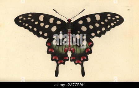 Madagascar giant swallowtail butterfly, Pharmacophagus antenor. Illustration unsigned (George Shaw and Frederick Nodder). Handcolored copperplate engraving from George Shaw and Frederick Nodder's 'The Naturalist's Miscellany' 1794. Frederick Polydore Nodder (17511801?) was a gifted natural history artist and engraver. Nodder honed his draftsmanship working on Captain Cook and Joseph Banks' Florilegium  and engraving Sydney Parkinson's sketches of Australian plants. He was made 'botanic painter to her majesty' Queen Charlotte in 1785. Nodder also drew the botanical studies in Thomas Martyn's F Stock Photo