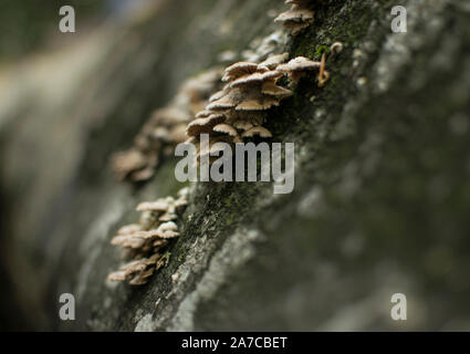 Large group of tiny mushrooms growing on beech tree. Stock Photo