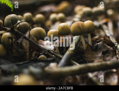 Large group of tiny mushrooms growing on forest floor. Stock Photo