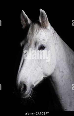 Horse head photographed in front of a black background and slit from one side. Stock Photo