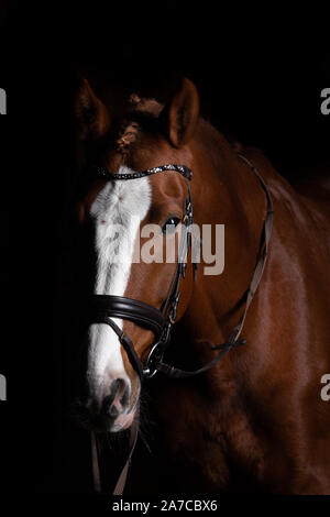 Horse head photographed in front of a black background and slit from one side. Stock Photo