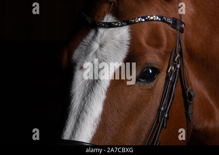 Horse head photographed in front of a black background and slit from one side. Stock Photo