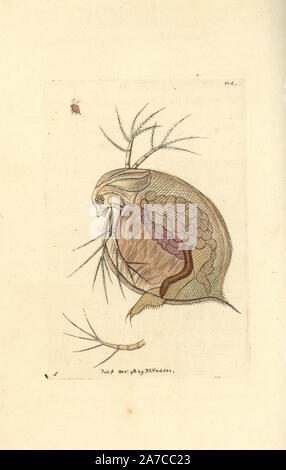 Water flea, Daphnia pulex. Illustration drawn by George Shaw. Handcolored copperplate engraving from George Shaw and Frederick Nodder's 'The Naturalist's Miscellany,' London, 1798. Most of the 1,064 illustrations of animals, birds, insects, crustaceans, fishes, marine life and microscopic creatures were drawn by George Shaw, Frederick Nodder and Richard Nodder, and engraved and published by the Nodder family. Frederick drew and engraved many of the copperplates until his death around 1800, and son Richard (17741823) was responsible for the plates signed RN or RPN. Richard exhibited at the Roy Stock Photo