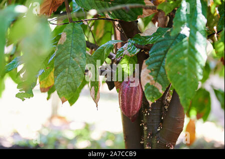 Fresh ready to harvest cacao pod hang on tree Stock Photo