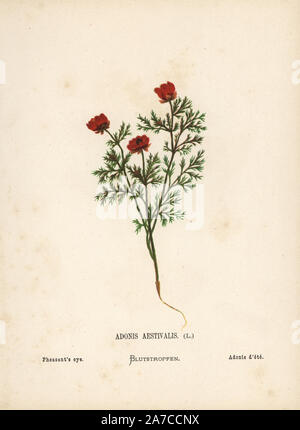 https://l450v.alamy.com/450v/2a7ccnx/pheasants-eye-adonis-aestivalis-chromolithograph-of-a-botanical-illustration-by-hannah-zeller-from-her-own-wild-flowers-of-the-holy-land-james-nisbet-london-1876-hannah-zeller-1838-1922-was-a-swiss-missionary-who-botanized-near-nazareth-for-many-years-2a7ccnx.jpg