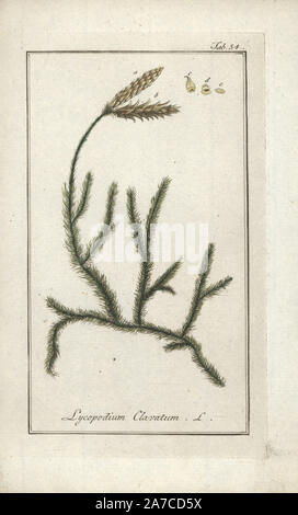 Wolf's-foot clubmoss, Lycopodium clavatum. Handcoloured copperplate engraving from Johannes Zorn's 'Icones plantarum medicinalium,' Germany, 1796. Zorn (1739-99) was a German pharmacist and botanist who travelled all over Europe searching for medicinal plants. Stock Photo