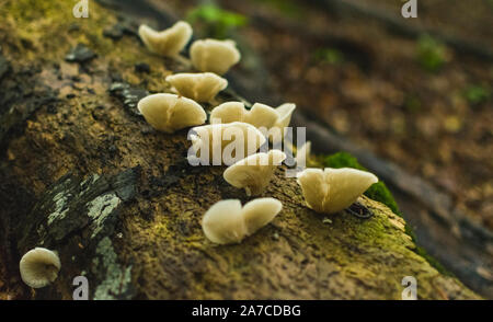 Group of white mushrooms growing on old tree trunk. Stock Photo