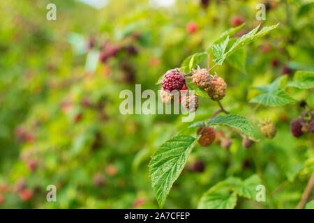 Branch of ripe raspberry in garden on green background Stock Photo