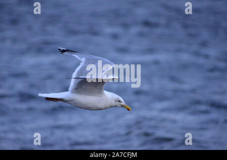 Common gull ( Larus argentatus ) at Channonry Point in the Moray Firth Scotland UK Stock Photo