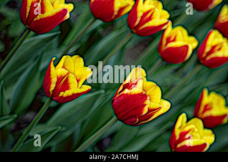 Floral seamless pattern with watercolor tulips flower. Concept image for seasons Spring and Summer, Nature, Valentine s and Mother s Day. Green red tu Stock Photo