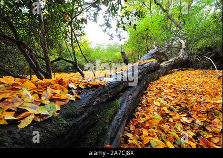 Autumn, Fall, in Epping Forest. Every leaf is a flower, a different colour from every angle. Falling to the ground creating a magic carpet. Enchanting Stock Photo