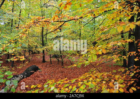 Autumn, Fall, in Epping Forest. Every leaf is a flower, a different colour from every angle. Falling to the ground creating a magic carpet. Enchanting Stock Photo